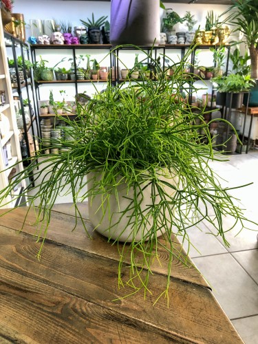 Rhipsalis Oasis Patyczak