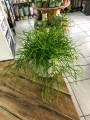 Rhipsalis Oasis Patyczak