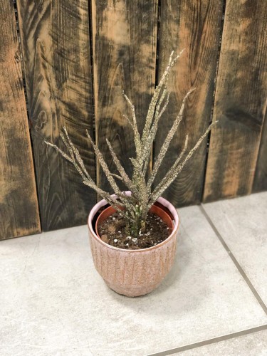 Euphorbia Platyclada