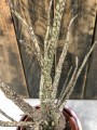 Euphorbia Platyclada