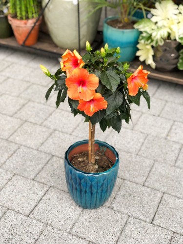 Hibiscus rosa sinensis róża chińska