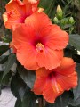 Hibiscus rosa sinensis róża chińska