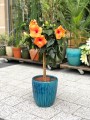 Hibiscus rosa sinensis róża chińska