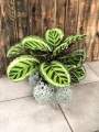 Calathea roseopicta Angela