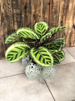 Calathea roseopicta Angela, kalatea