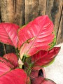 Aglaonema Sun Star