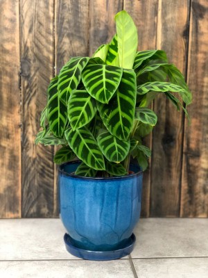 Calathea Zebrina L, kalatea