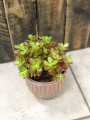 Crassula ovata Minor