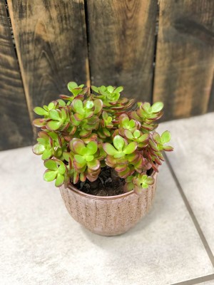 Crassula ovata Minor, grubosz