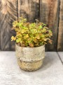 Oxalis spiralis vulcanicola Sunset Velvet