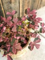 Oxalis vulcanicola Pink szczawik