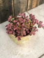Oxalis vulcanicola Pink szczawik
