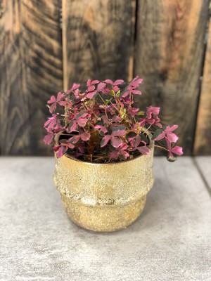 Oxalis vulcanicola Pink, szczawik