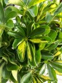Schefflera arboricola Gold Capella