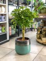 Szeflera arboricola Gold Capella