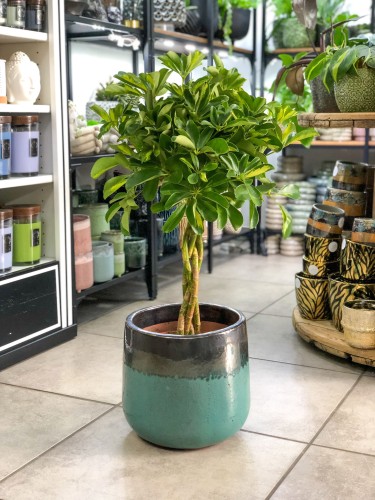 Szeflera arboricola Gold Capella