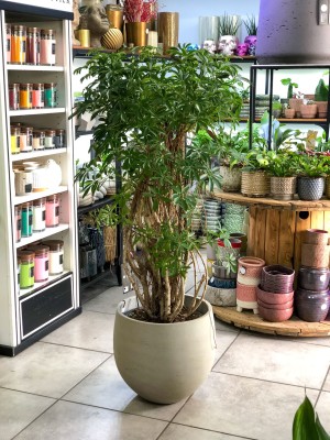 Schefflera arboricola Luseana, szeflera