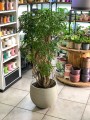 Schefflera Arboricola Luseana