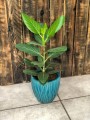 Ficus Benghalensis Audrey