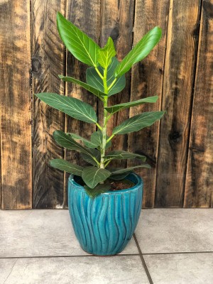 Ficus benghalensis Audrey, fikus
