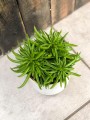 Peperomia Happy Bean