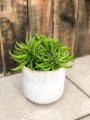 Peperomia  Happy Bean