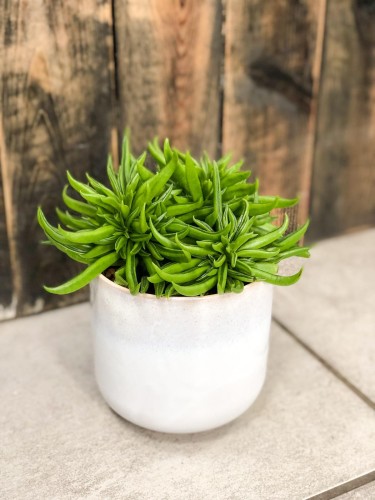 Peperomia  Happy Bean