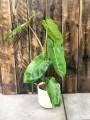 Filodendron Paraiso Verde