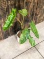 Philodendron Paraiso Verde