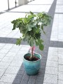 Fikus Carica Figowiec