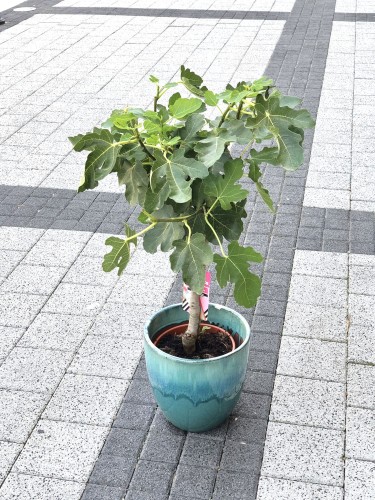 Ficus Carica Figowiec