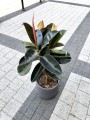 Ficus elastica Burgundy