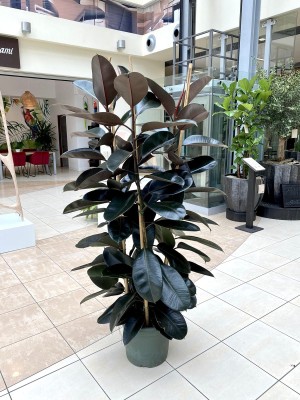 Ficus elastica Abidjan, fikus
