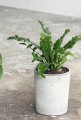 donica EVE.jpg