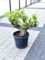 Winorośl europejska Vitis vinifera