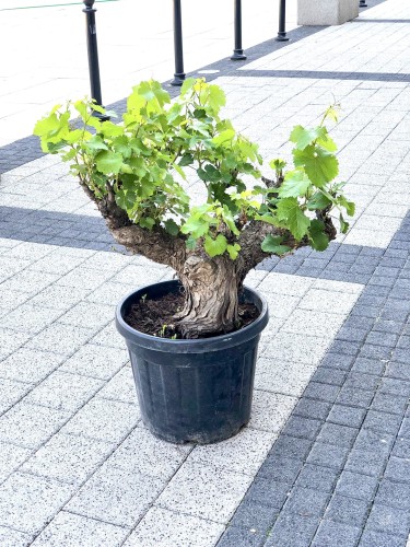 Winorośl europejska Vitis vinifera