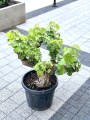 Winorośl europejska, Vitis vinifera