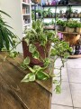 Epipremnum aureum N Joy