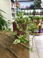 Epipremnum aureum N Joy