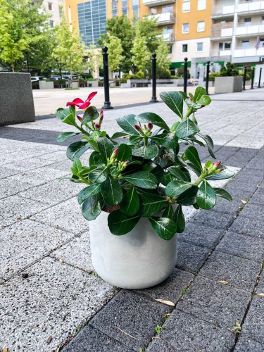 Adenium obesum Anouk Róża Pustyni