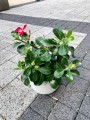 Adenium obesum Anouk