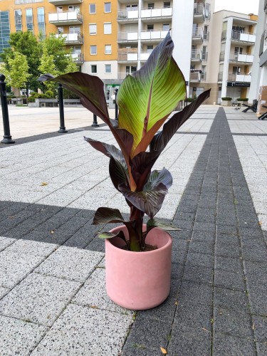 Ensete ventricosum Maurelli red bananowiec