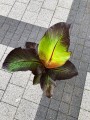 Ensete ventricosum Maurelli red