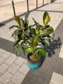 Ficus elastica Melany drzewko
