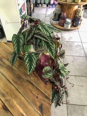 Cissus discolor