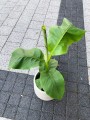 Musa Basjoo bananowiec
