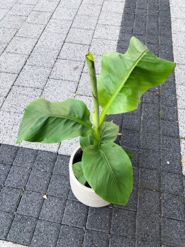 Musa Basjoo bananowiec