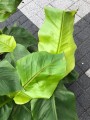 Musa Basjoo bananowiec