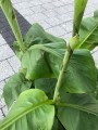 Musa Basjoo bananowiec