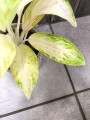 Aglaonema arctic lime